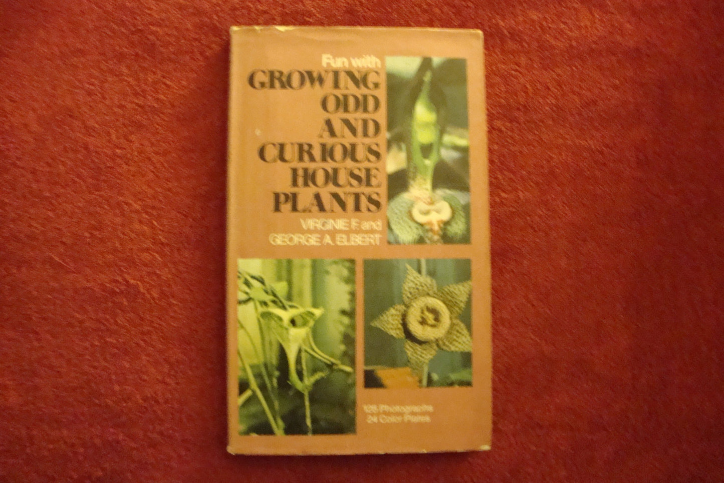 Fun with Growing Odd and Curious Houseplants