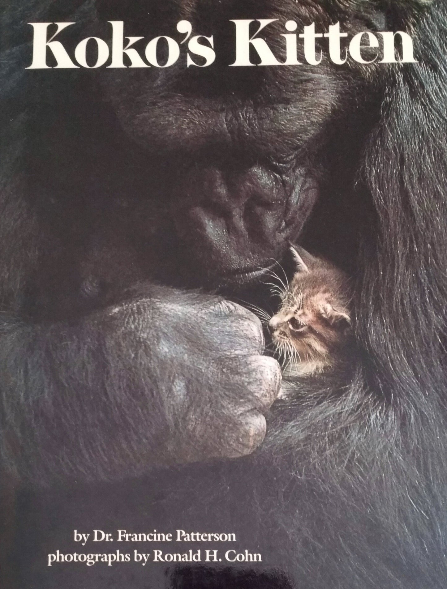 Koko's Kitten