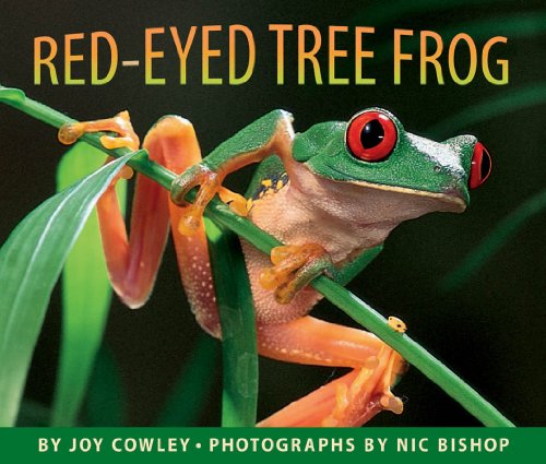 Red-eyed Tree Frog