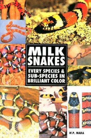 Milk Snakes - 1177