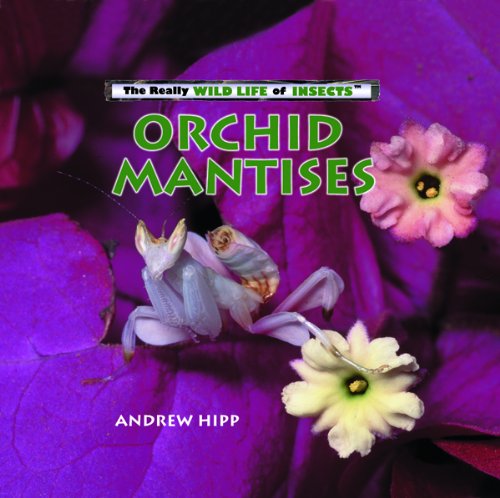 Orchid Mantises (Really Wild Life of Insects)
