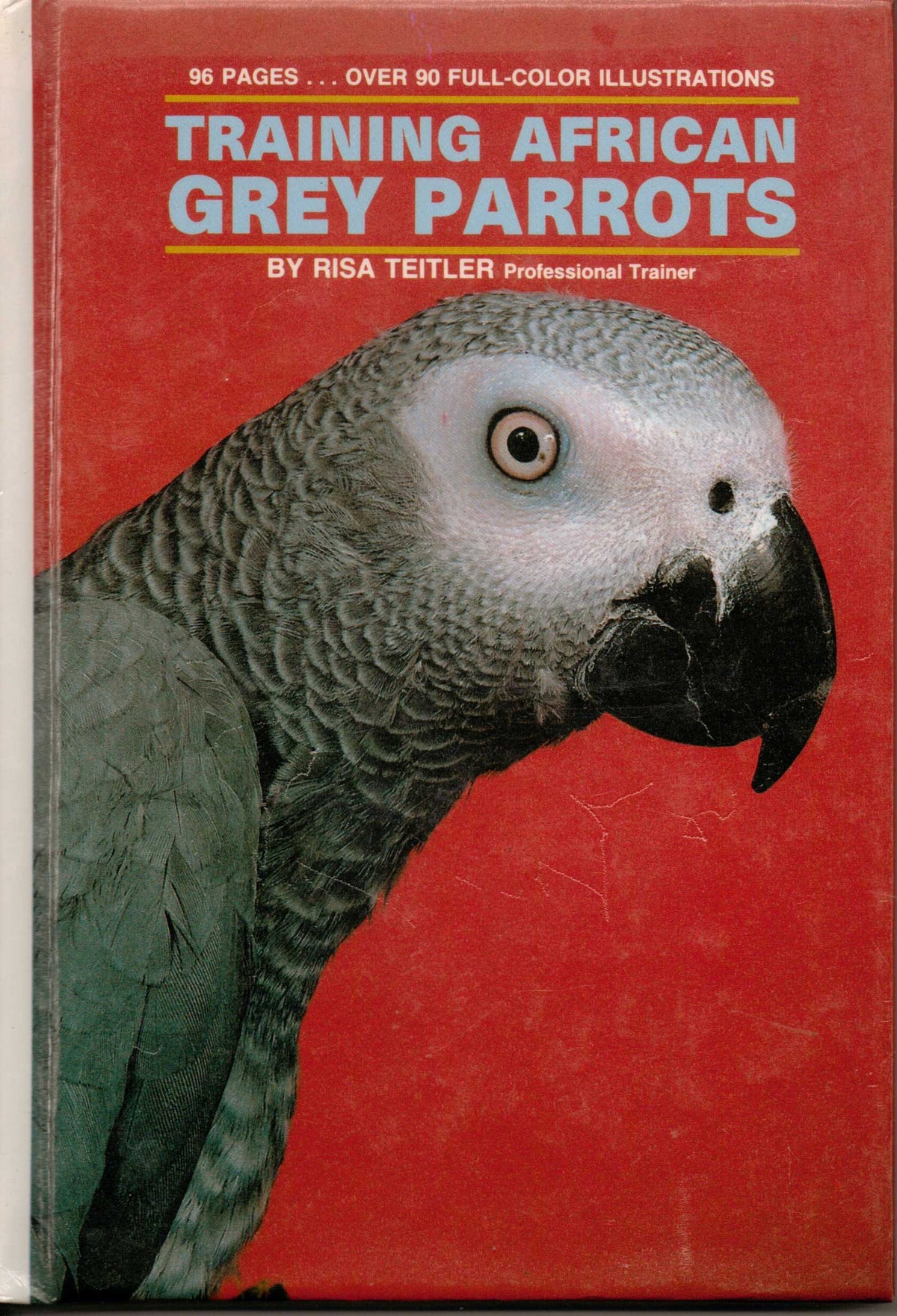 Training African Grey Parrots
