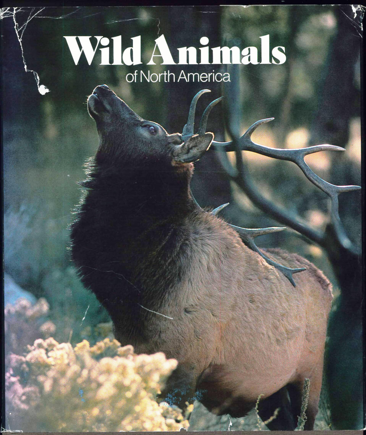 Wild animals of North America (Natural science library)