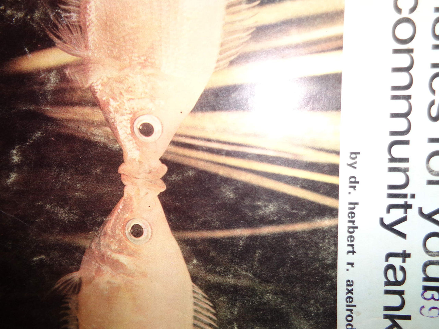 Fishes for Your Community Tank