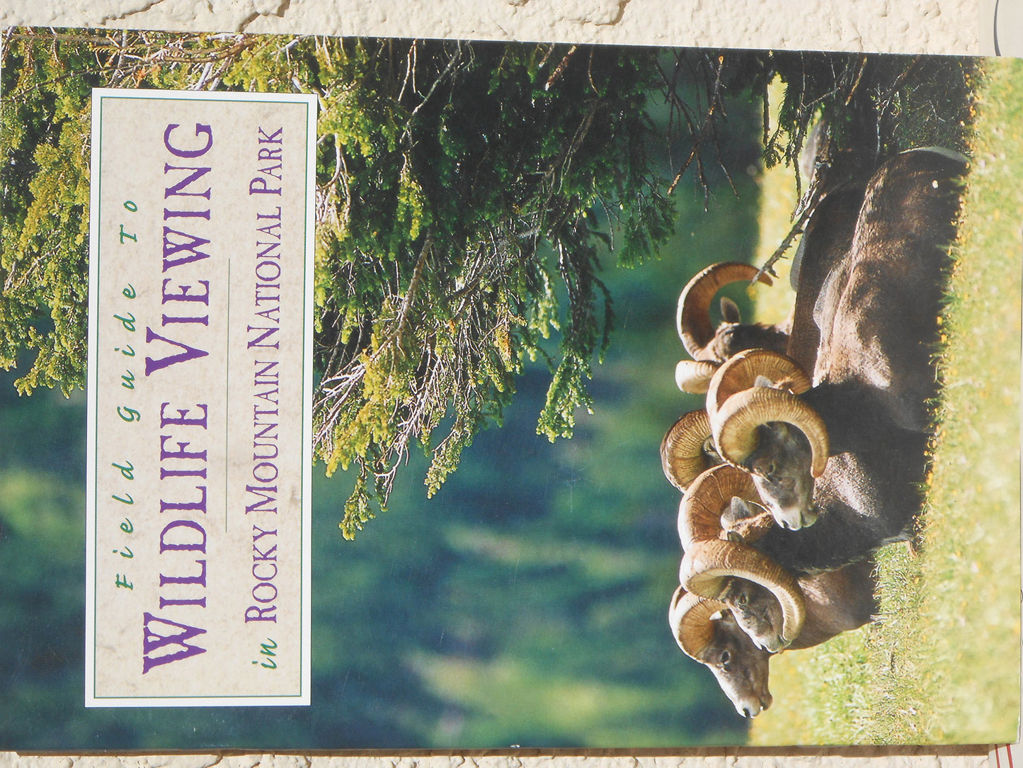 A Field Guide to Wildlife Viewing in Rocky Mountain National Park