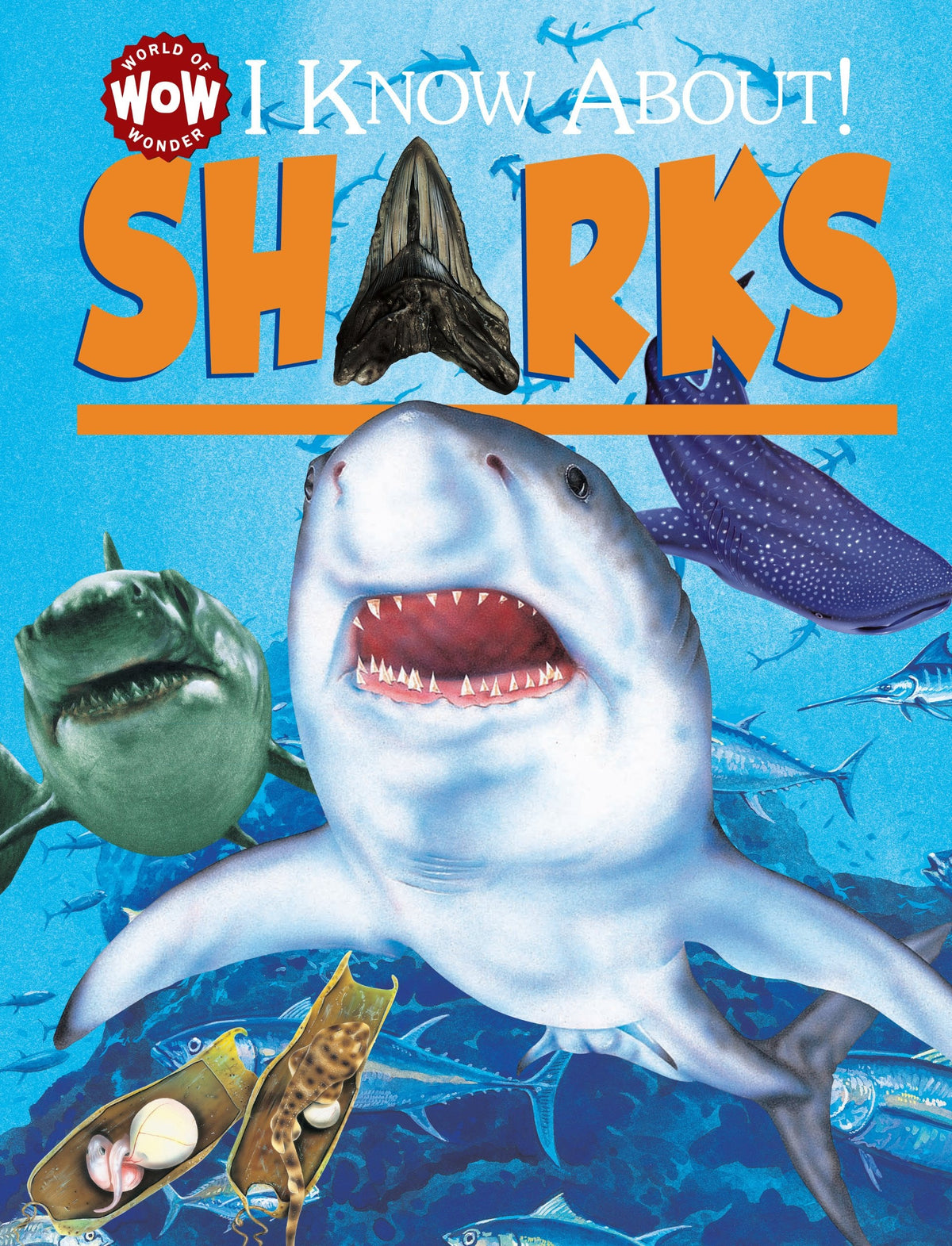 I Know About! Sharks I Know About