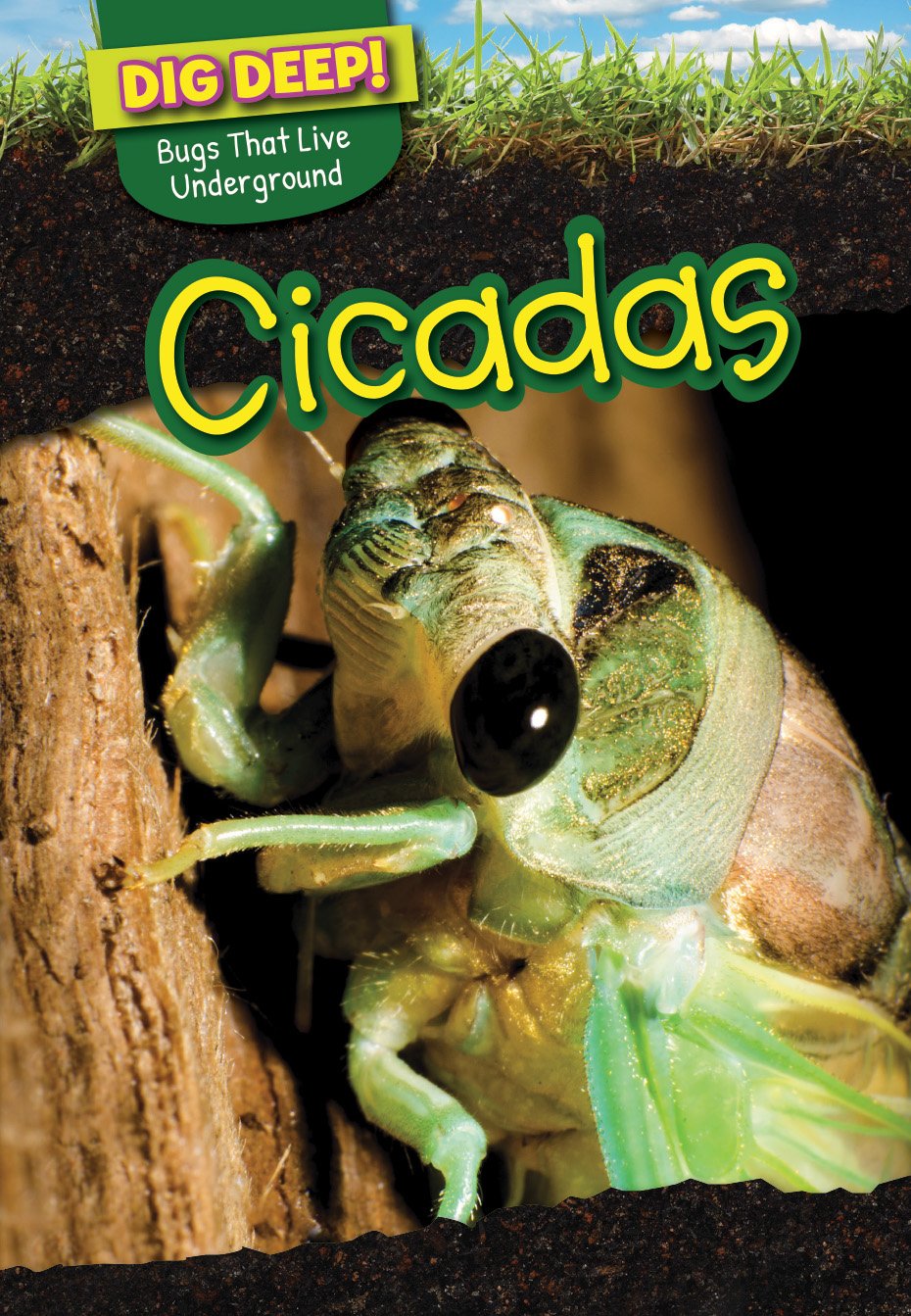 Cicadas (Dig Deep! Bugs That Live Underground)