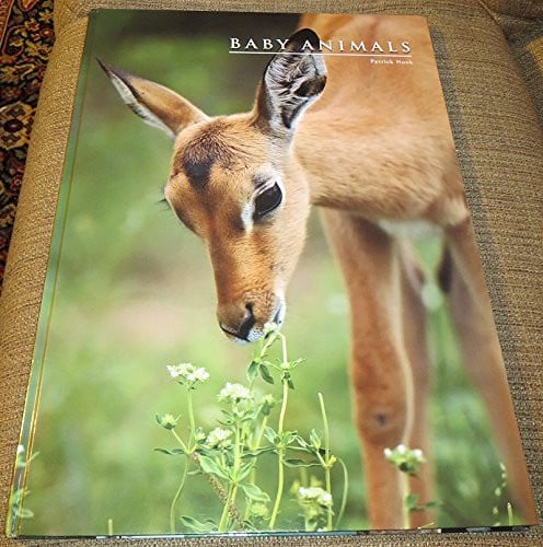 Baby Animals