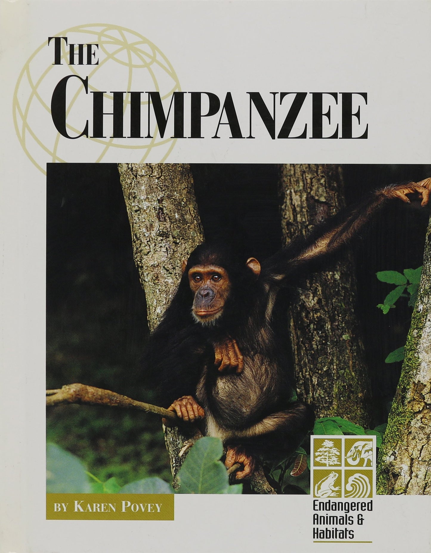 Endangered Animals and Habitats - Chimpanzees