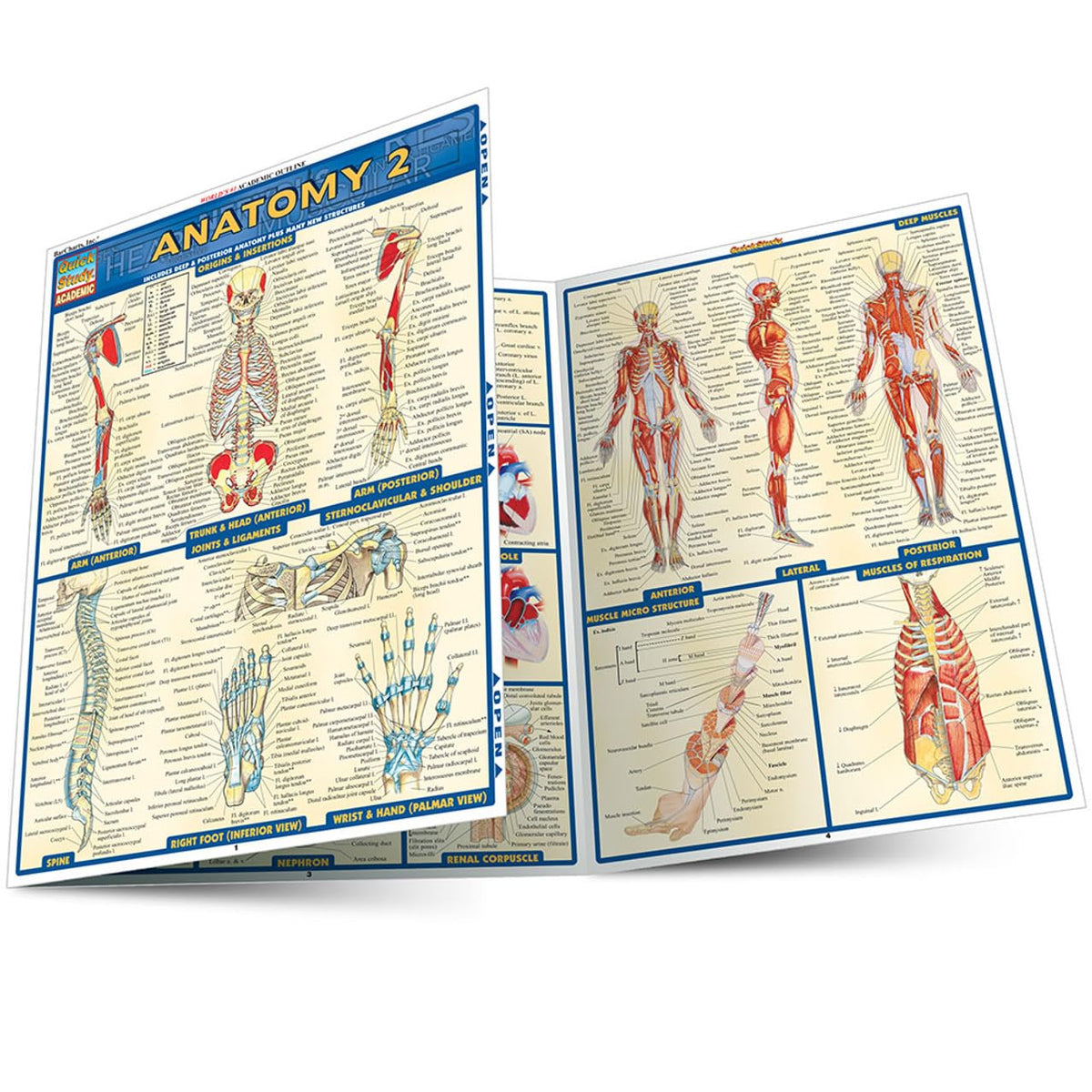 ANATOMY 2: A QUICKSTUDY LAMINATE