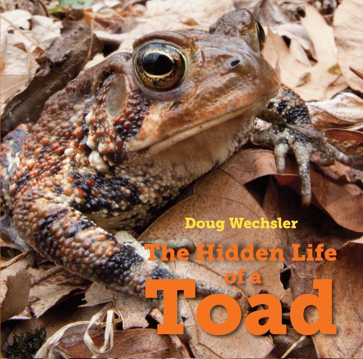 The Hidden Life of a Toad - 9620