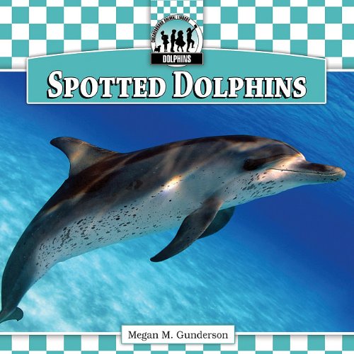 Spotted Dolphins - 4980