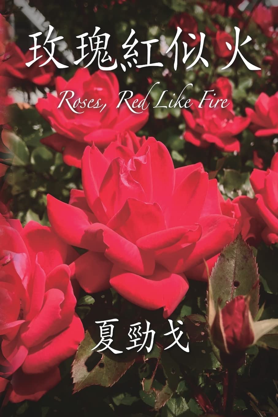 玫瑰紅似火 (Chinese Edition)