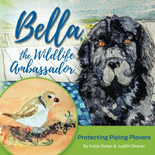 Bella, The Wildlife Ambassador: Protecting Piping Plovers
