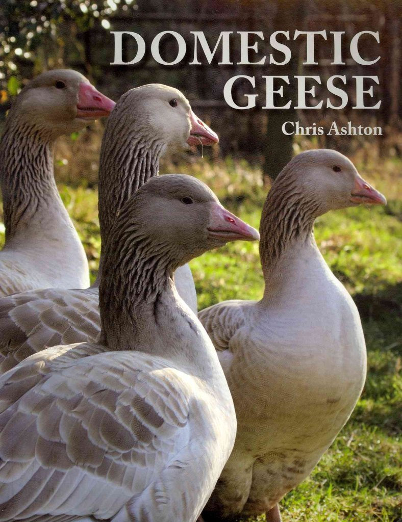 Domestic Geese