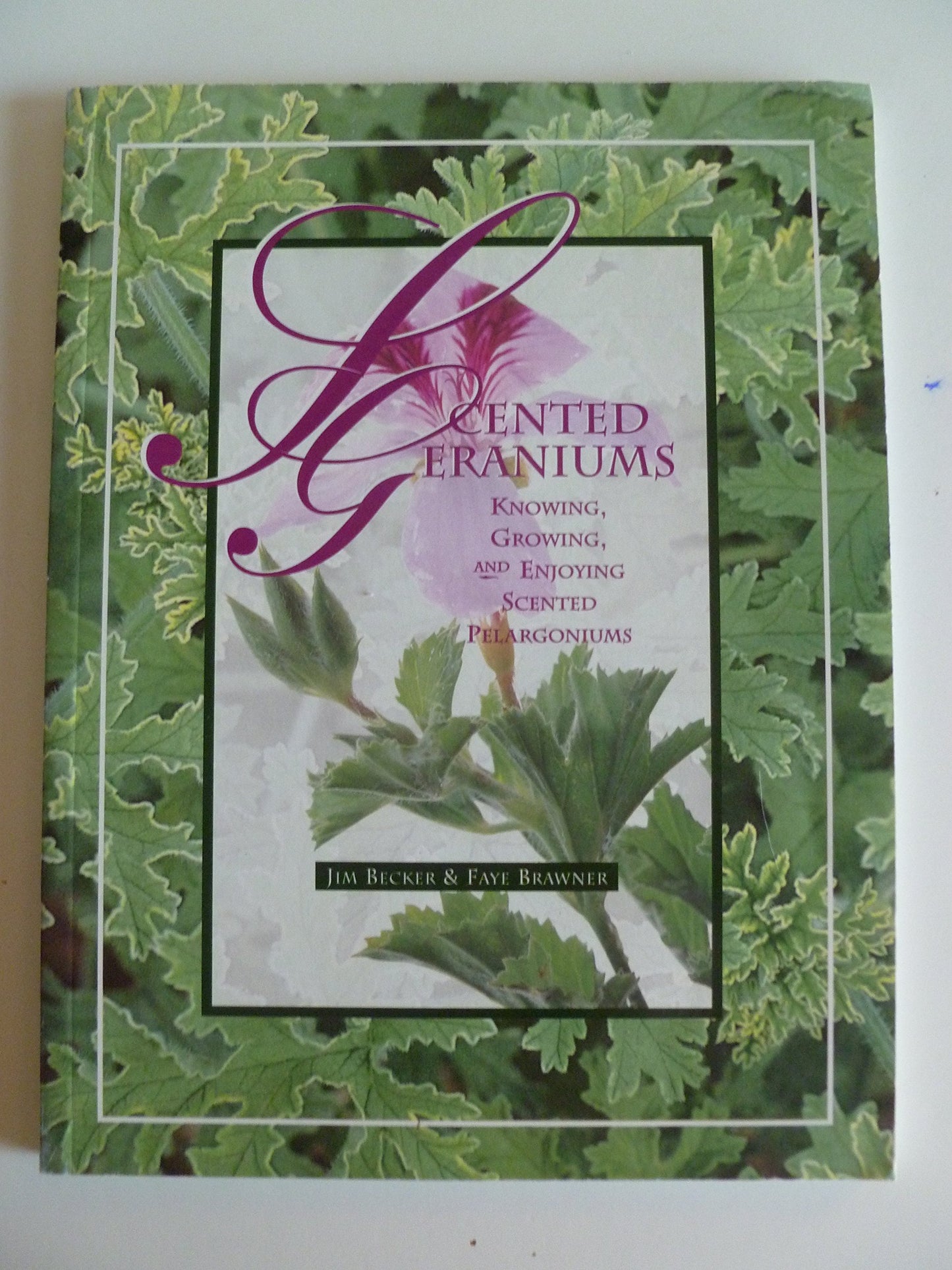 Scented Geraniums