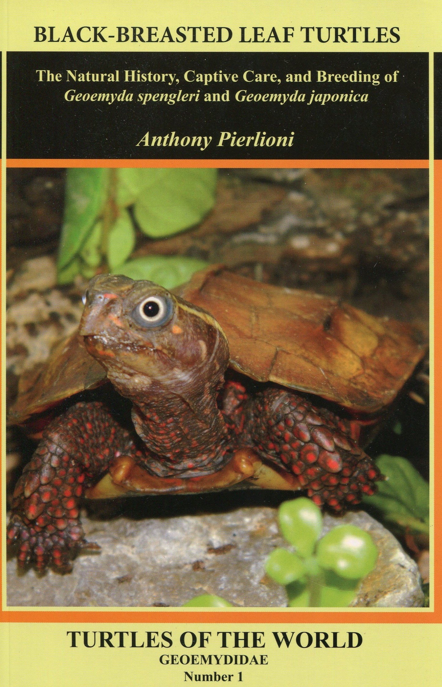 Black-Breasted Leaf Turtles
