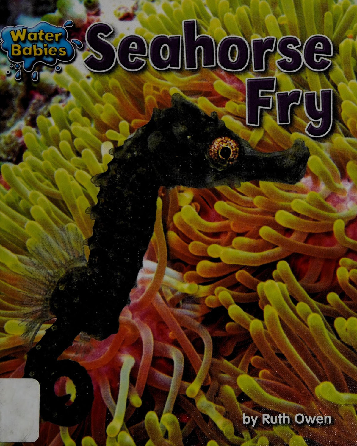 Seahorse Fry