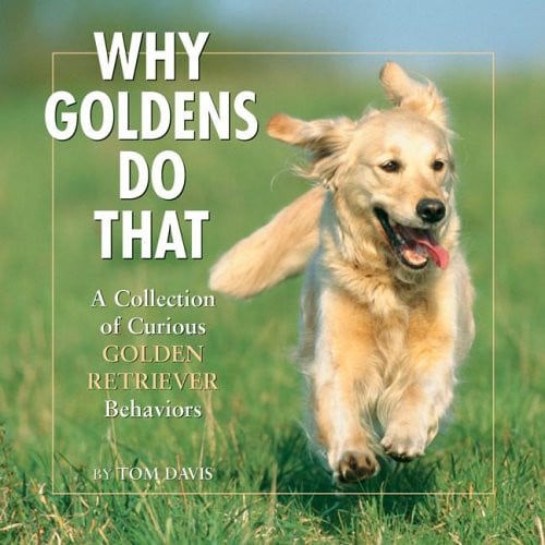 Why Goldens Do That A Collection of Curious Golden Retriever Behaviors