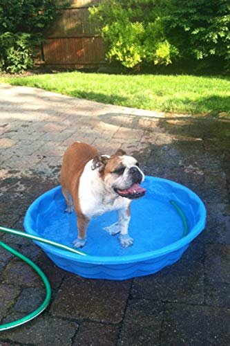 Bulldog Dated Notebook Planner 2021: Daily Dated Journal and Notebook - 461