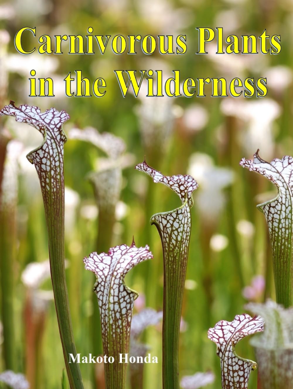 Carnivorous Plants in the Wilderness - 8972