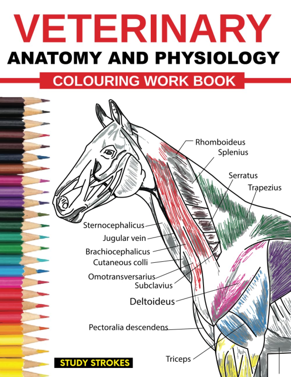 Veterinary Anatomy and Physiology Coloring Work Book: Easy and Effective Self assessment, Test prep and Revisions Study Guide for Vet Medicine and Nursing Students - 4652