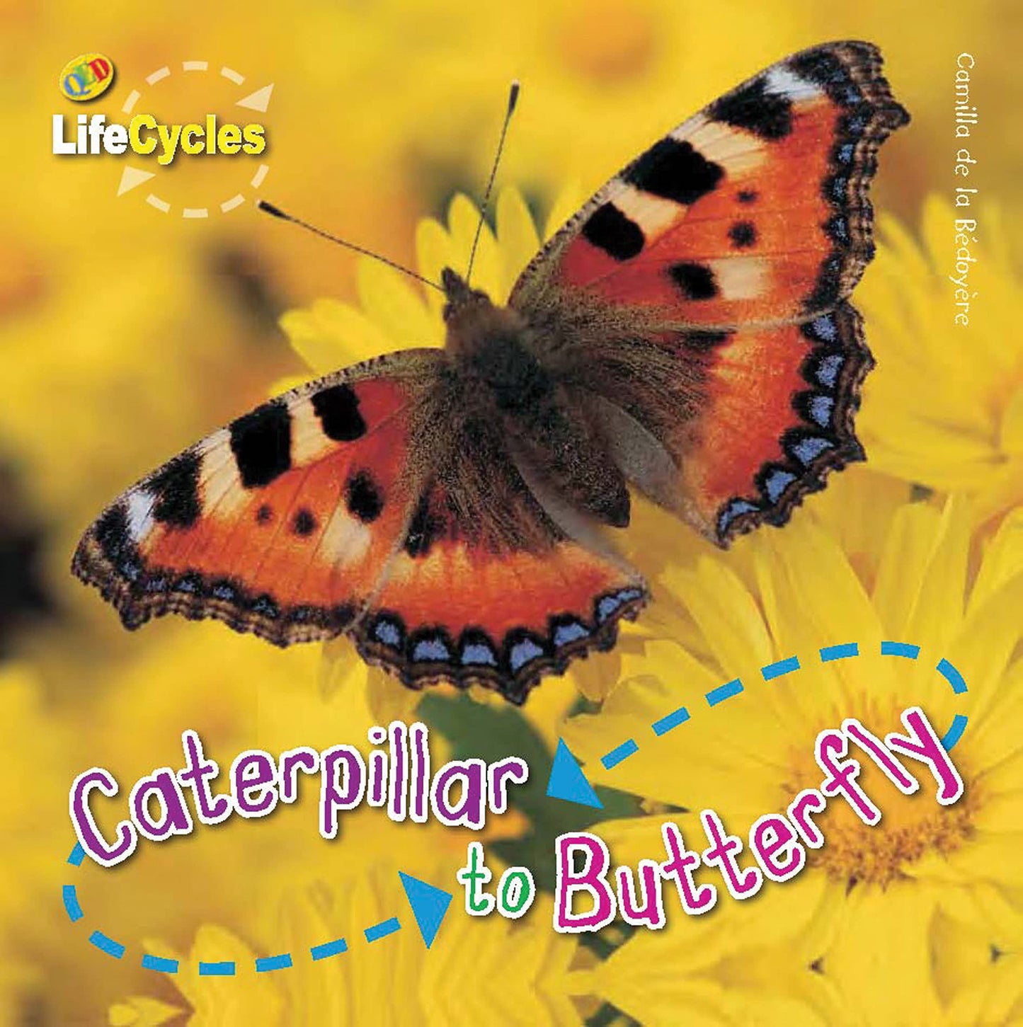 Caterpillar To Butterfly (LifeCycles) - 5269