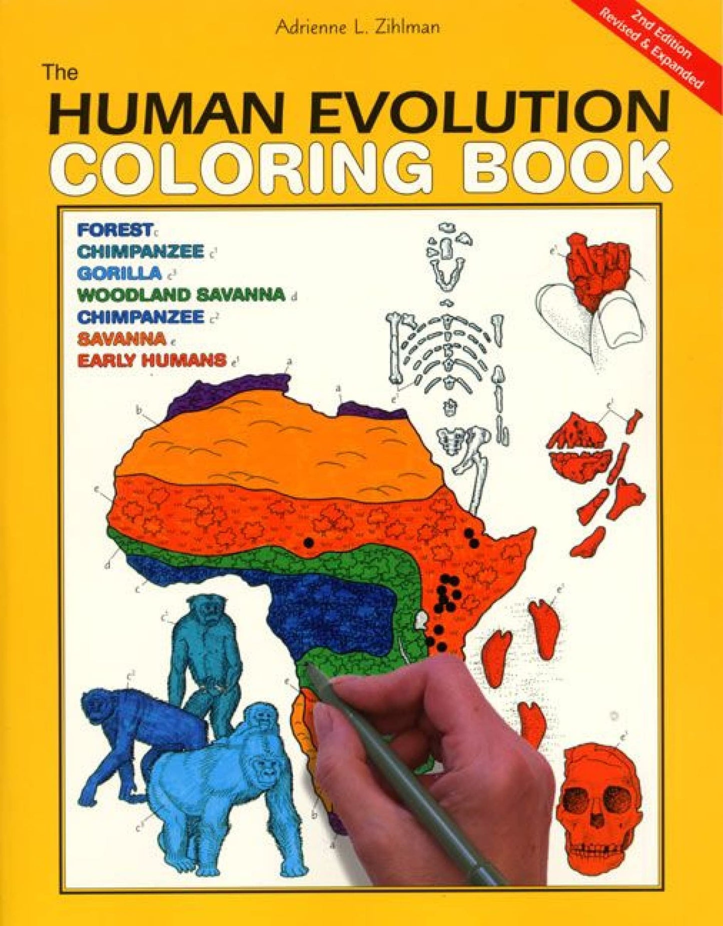 The Human Evolution Coloring Book - 7102