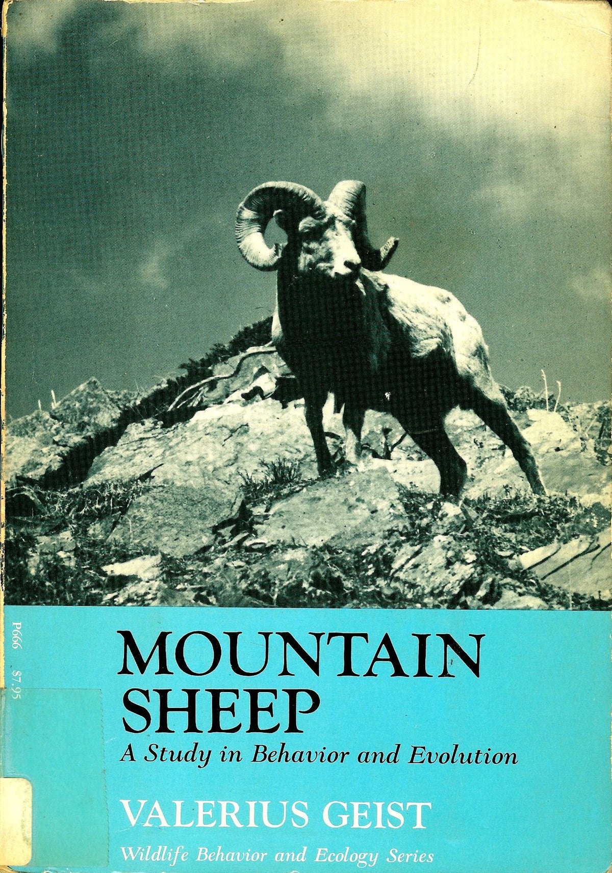 Mountain Sheep a Study in Behavior and Evolution
