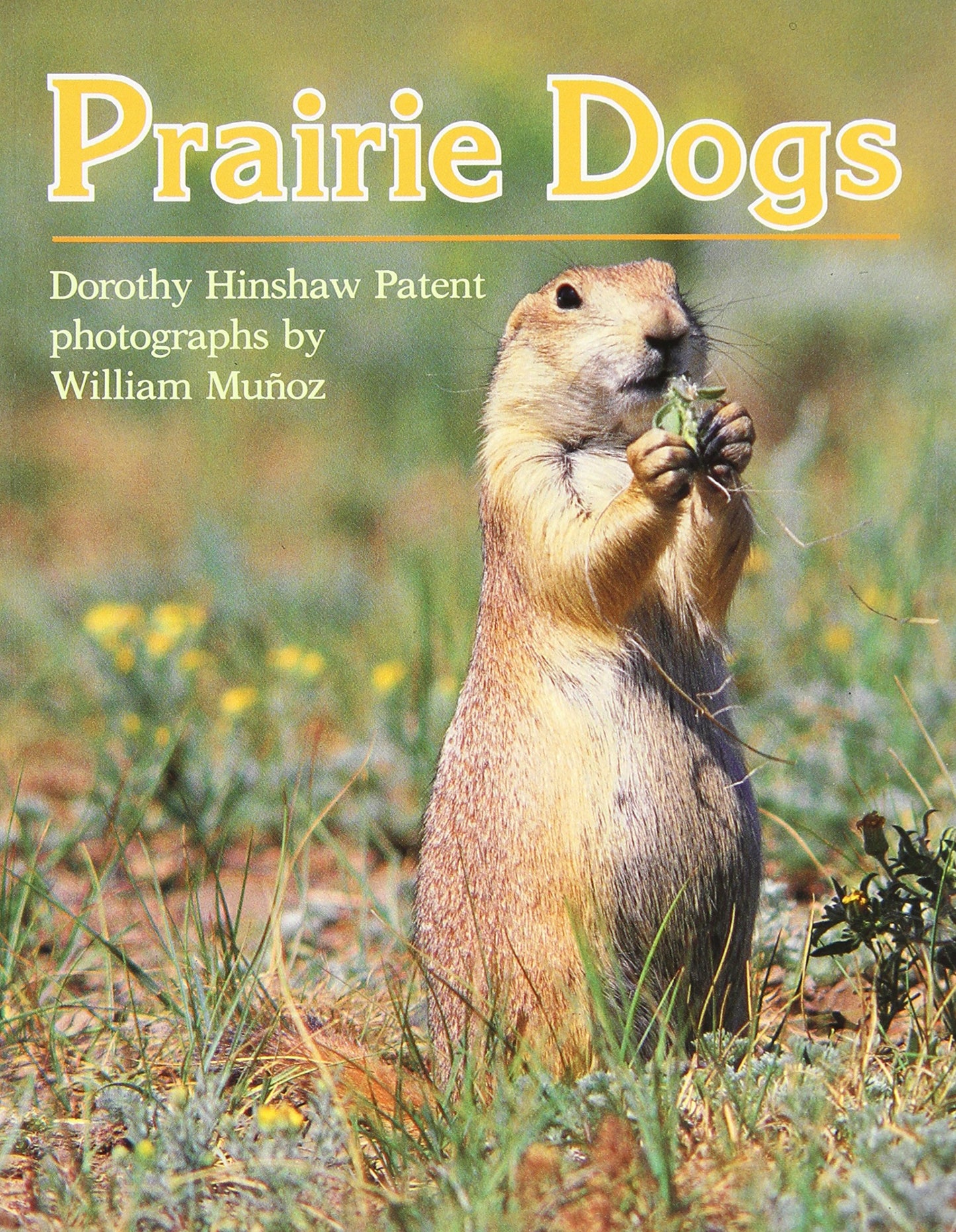 Prairie Dogs