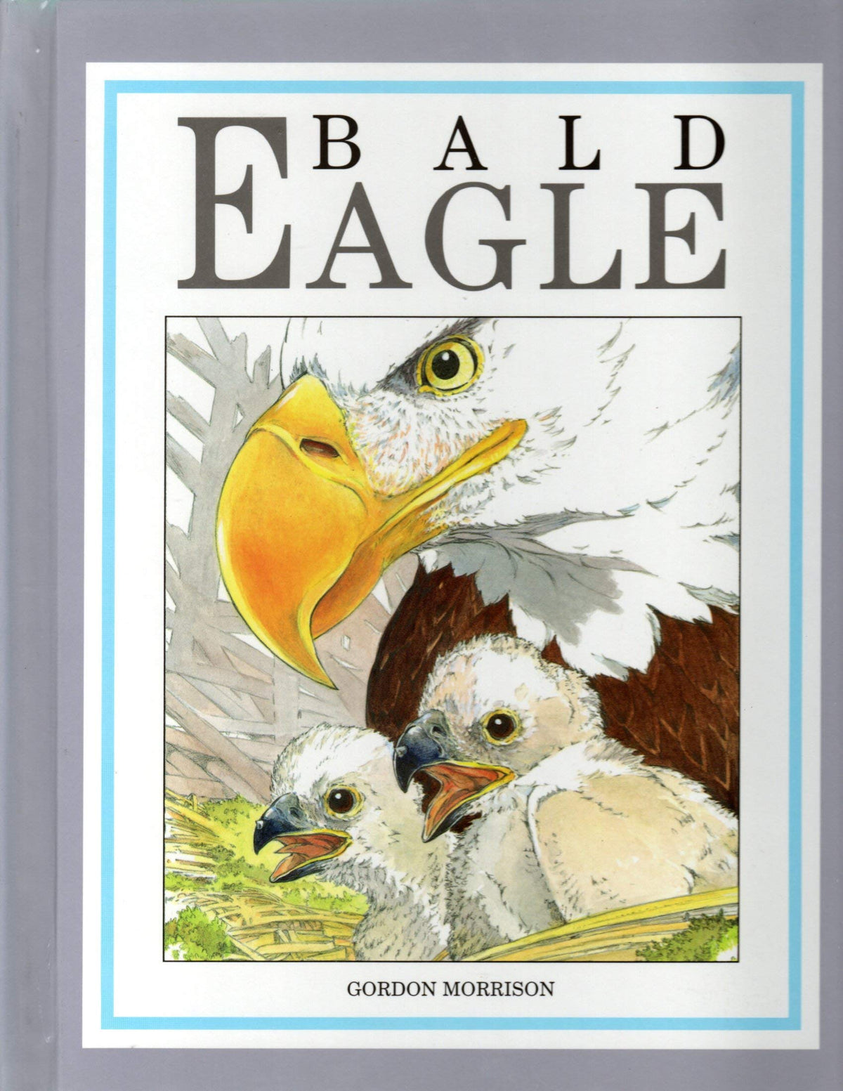 Bald Eagle