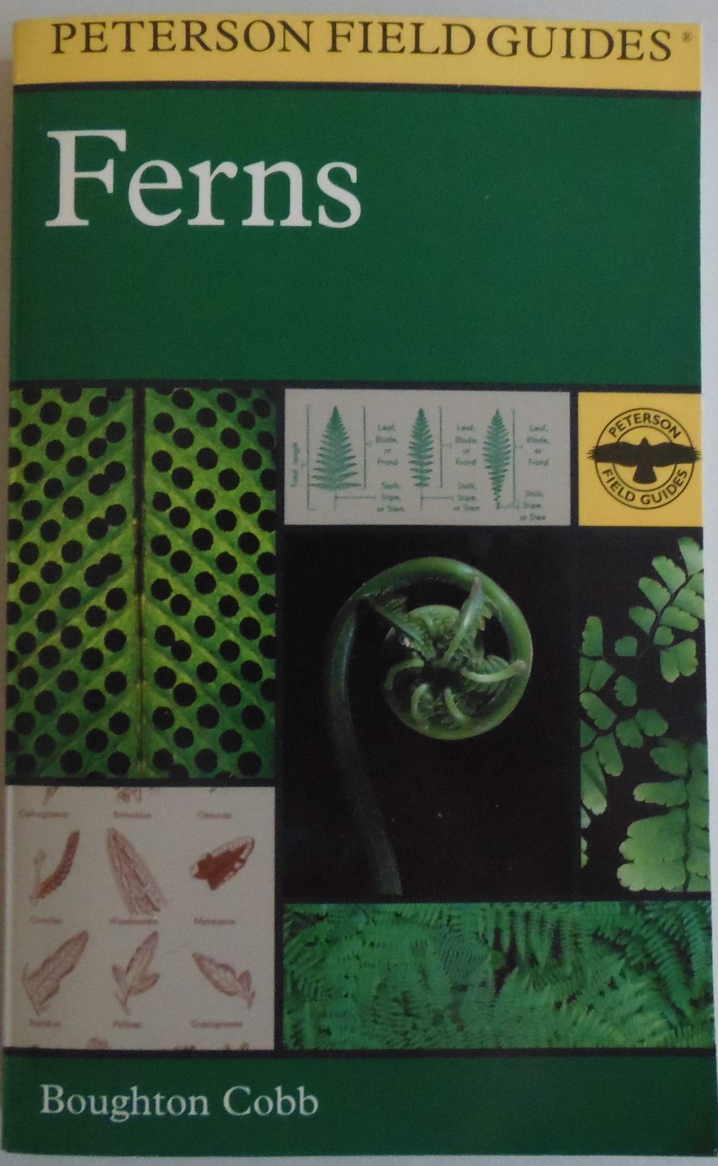 A Field Guide to Ferns : And Their Related Families : Northeastern and Central North America (Peterson Field Guides)