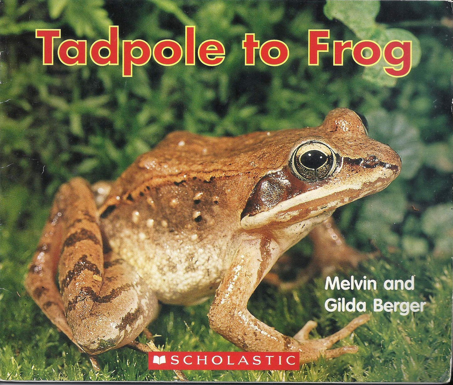 Tadpole to Frog (Scholastic Readers)