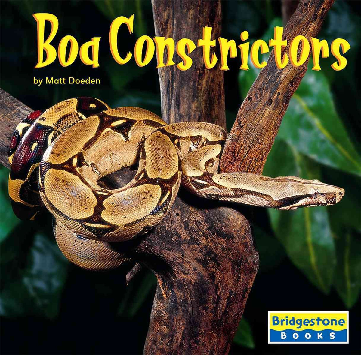 Boa Constrictors (BRIDGESTONE BOOKS. WORLD OF REPTILES)