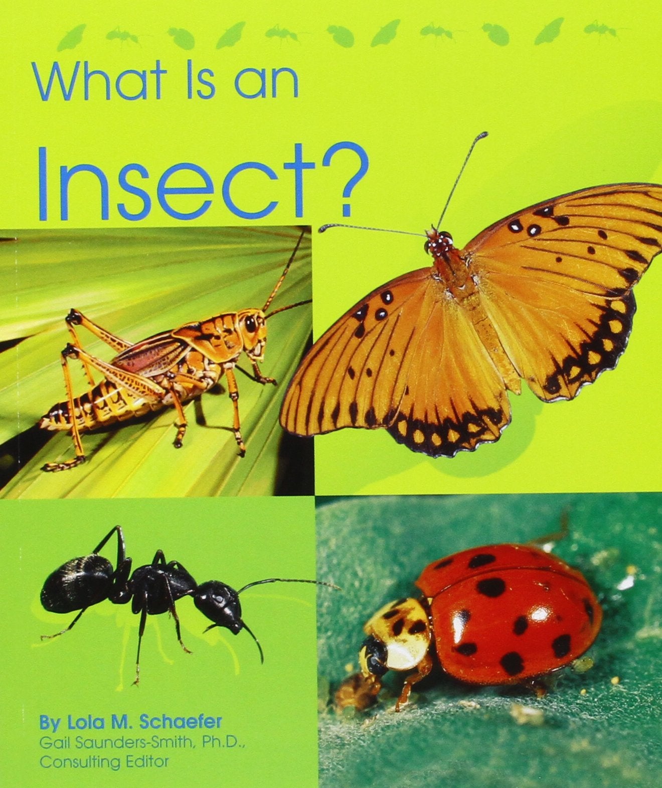 What Is an Insect? - 3645