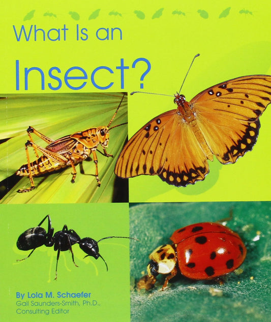 What Is an Insect? - 9392