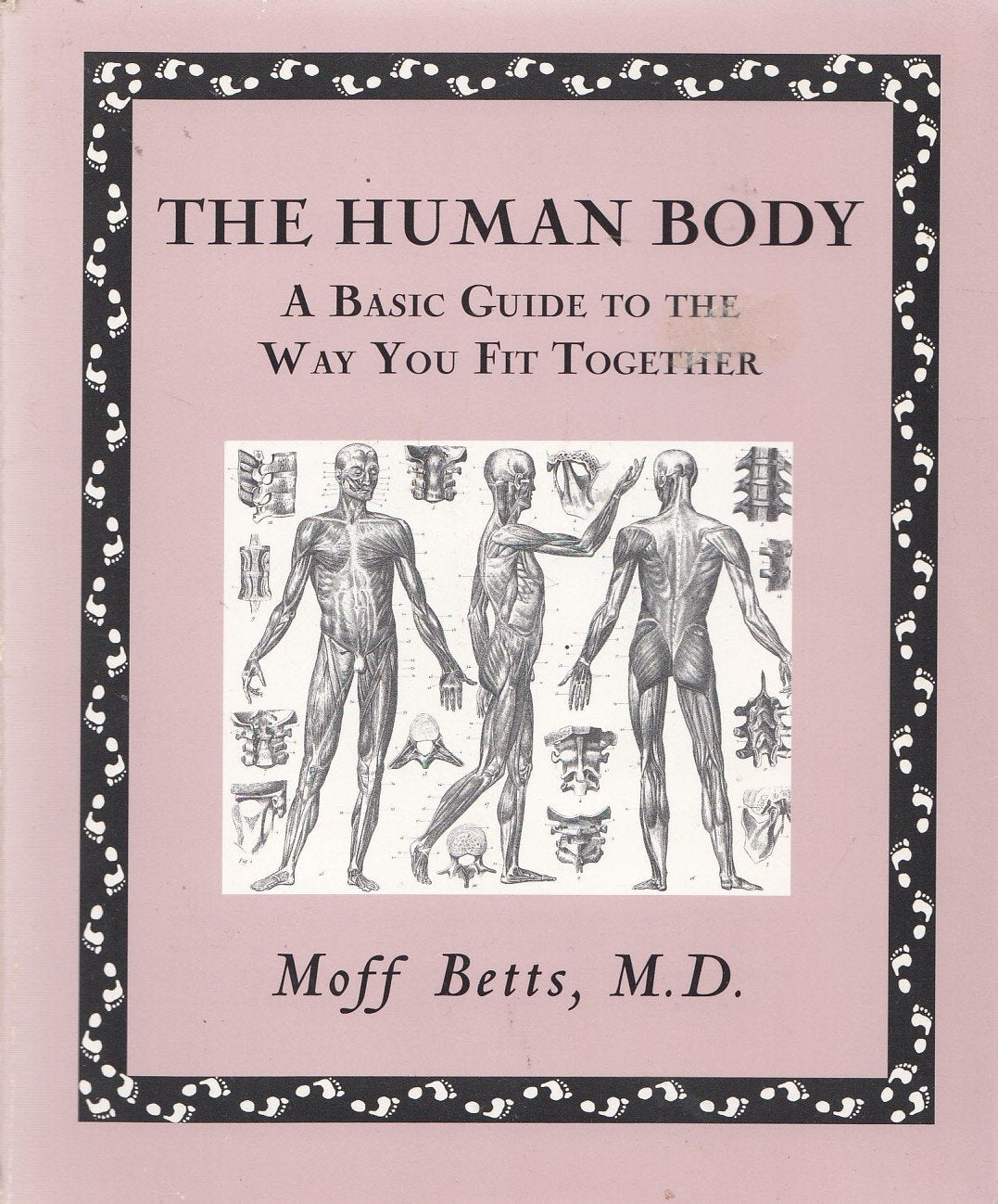 The Human Body a Basic to the Way You Fit Together