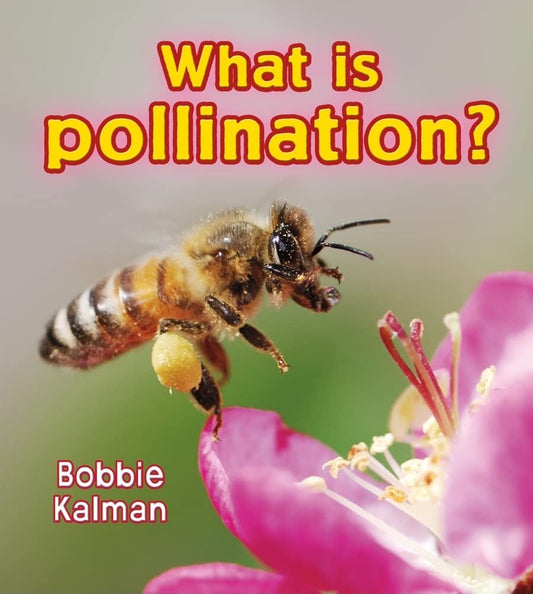 What is Pollination? (Big Science Ideas) - 4154
