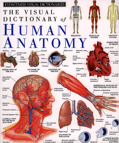 The Visual Dictionary of Human Anatomy (Eyewitness Visual Dictionaries) - 4360