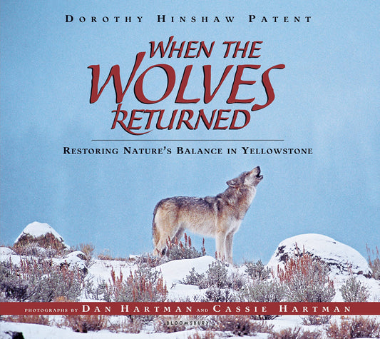 When the Wolves Returned: Restoring Nature's Balance in Yellowstone - 7865