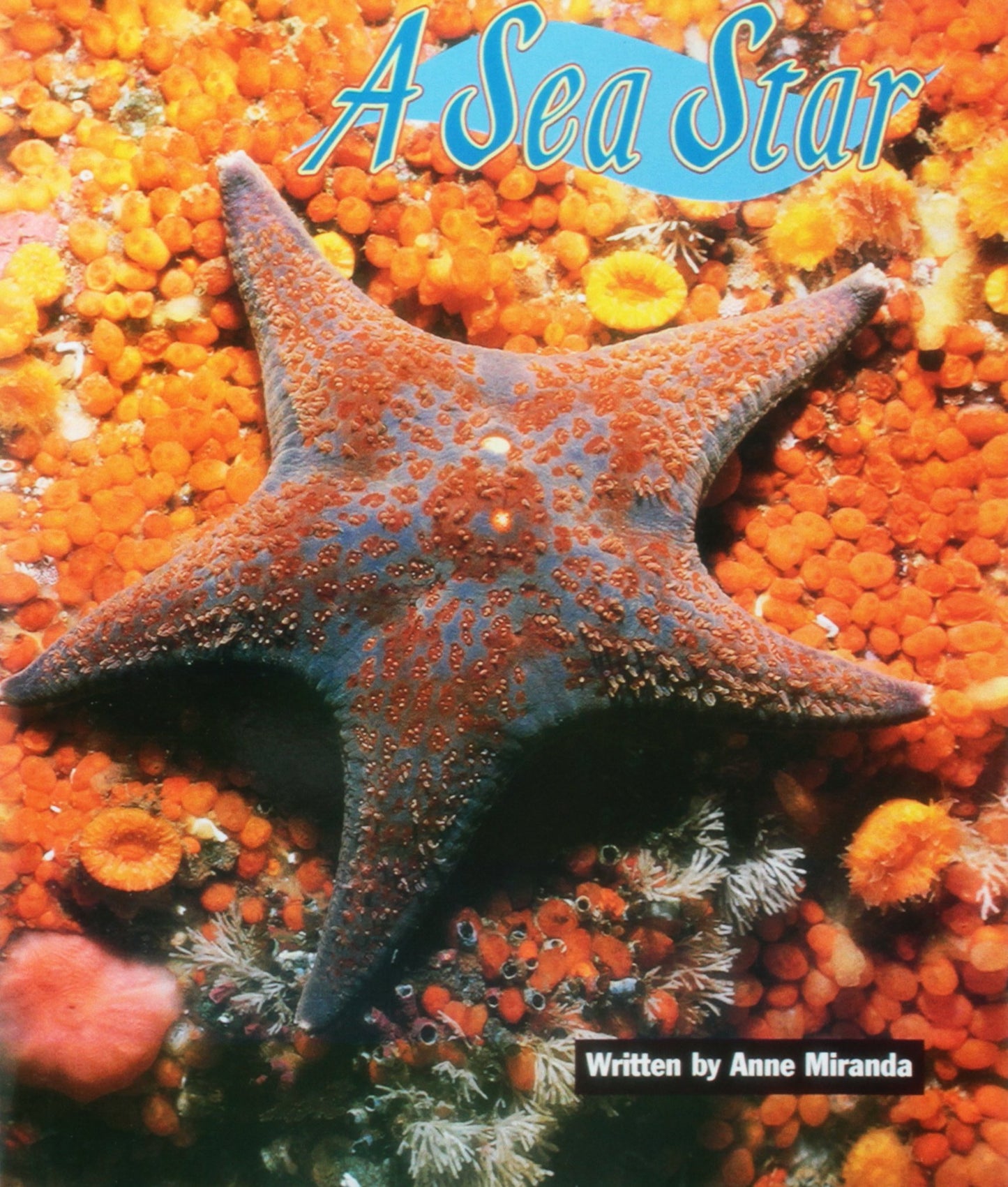 A Sea Star