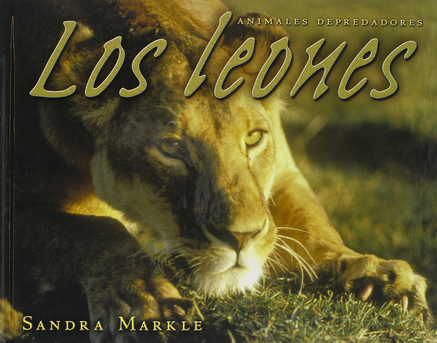 Los Leones/lions (Animales Depredadores/animal Predators) (Spanish Edition) - 5620