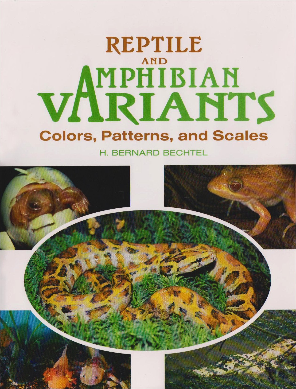 Reptile and Amphibian Variants: Colors, Patterns, and Scales - 1590
