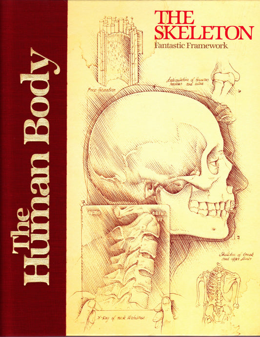 Skeleton, Fantastic Framework (Human Body Series)