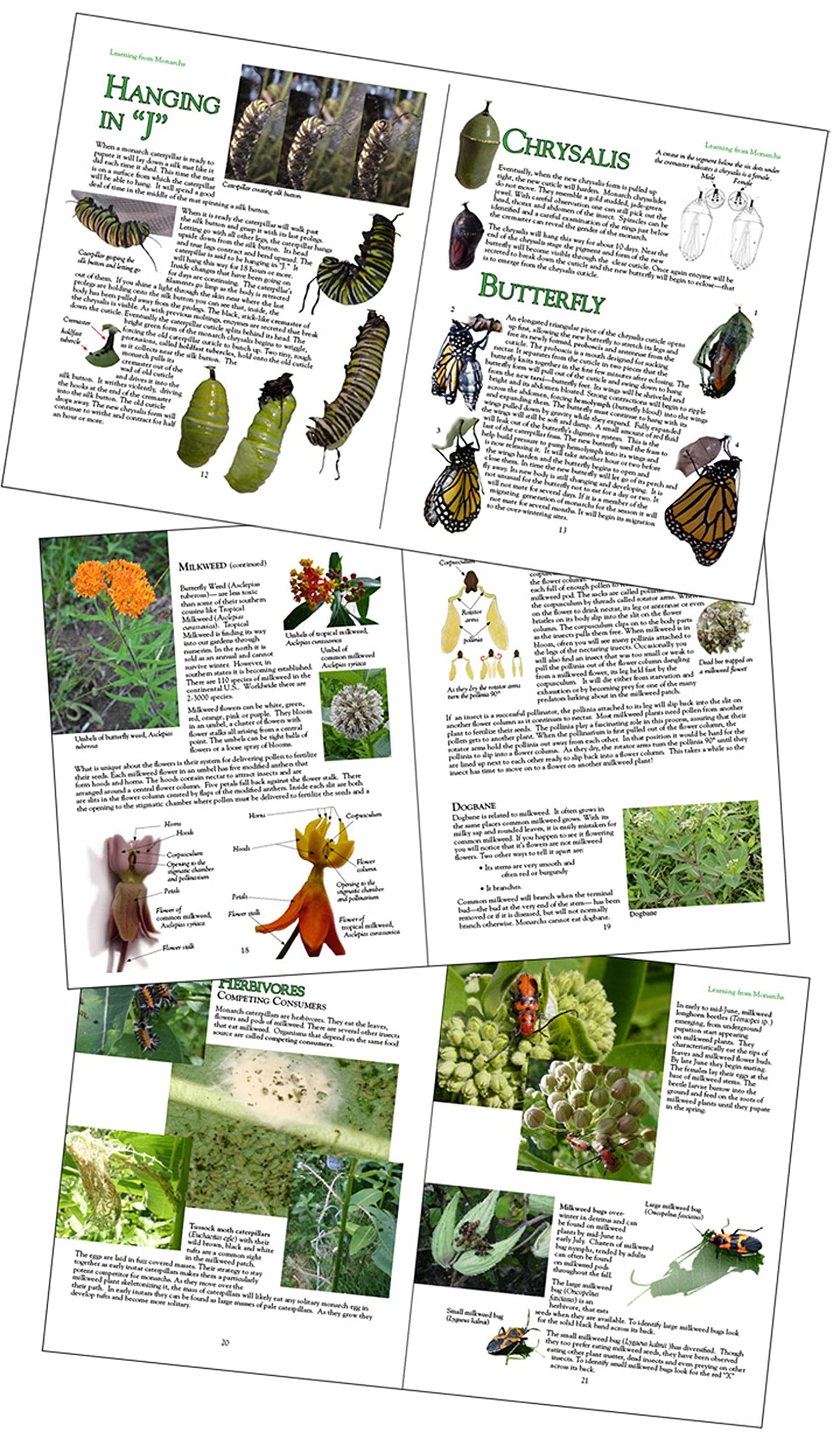 Learning From Monarchs: A Teachers' Handbook