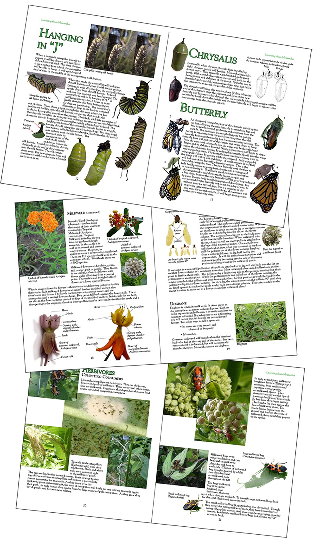 Learning From Monarchs: A Teachers' Handbook