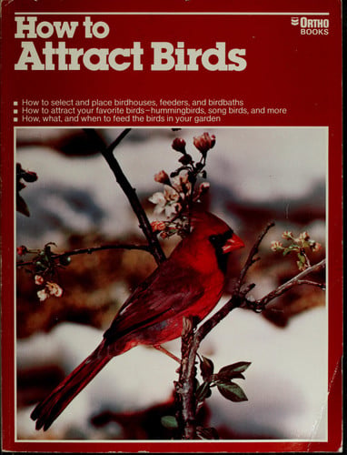 How to attract birds