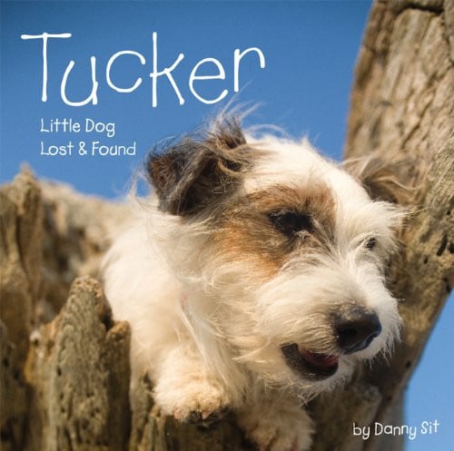 Tucker Little Dog Lost & Found