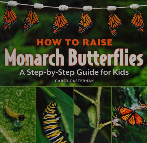 How to raise monarch butterflies: a step-by-step guide for kids