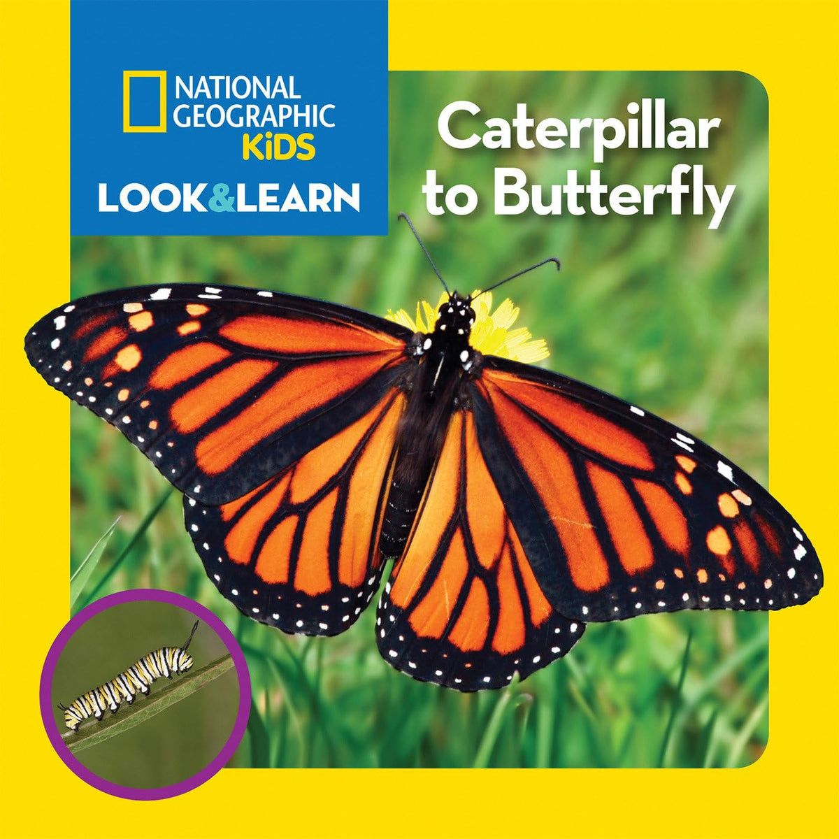 National Geographic Kids Look and Learn: Caterpillar to Butterfly (Look & Learn)